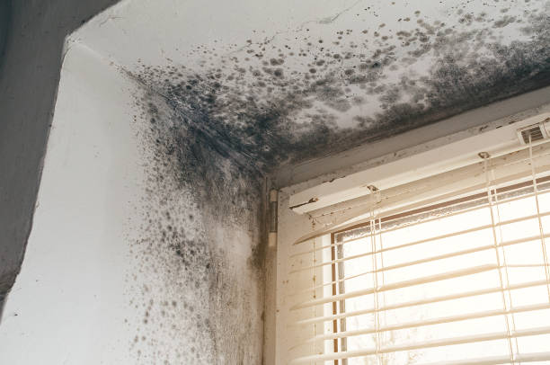 Affordable Basement Mold Removal solutions in Honor, MI