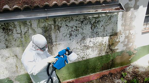 Top rated local Basement Mold Removal specialists in Honor, MI